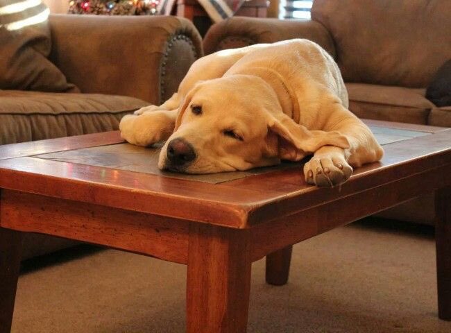 perfectsoundwtv's tweet photo. 🐶🐾 #ll30 https://t.co/EM11WNSJjD