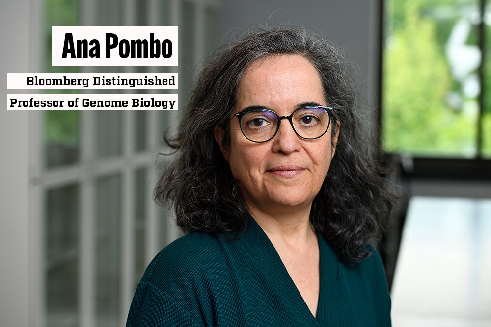 JHU_BDPs's tweet photo. Welcome renowned biologist, @apombo1, who joins @JohnsHopkins as the Bloomberg Distinguished Professor of Genome Biology.

https://t.co/sURhIvNmKq https://t.co/ZZqeb6ZuaR