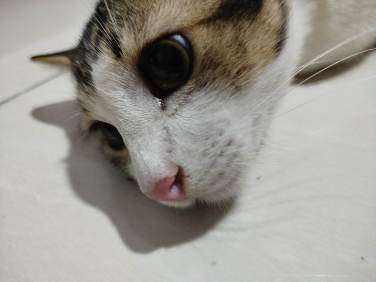 ItsZplayer1's tweet photo. @parks_gd @EzSsooll27526 This cat say cool stoff https://t.co/zBsp38XLmC