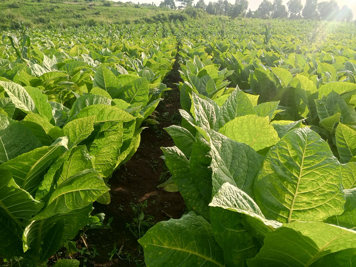adui_emmanuel's tweet photo. Good evening friends 
Any farmer here
whats this  crop 🤝
Big rewards awaits https://t.co/EExtH2i7dB