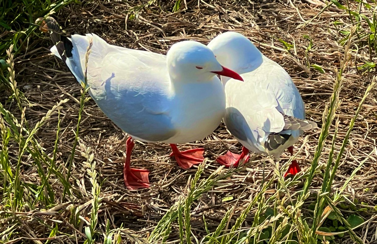KayWierba's tweet photo. What’s better than two love birds on #Twosday 

Share your Two 2️⃣ double joy this Tuesday

#photo #birds #photography #lovebirds #seagulls #photographer #nature https://t.co/ads8DRzRH7