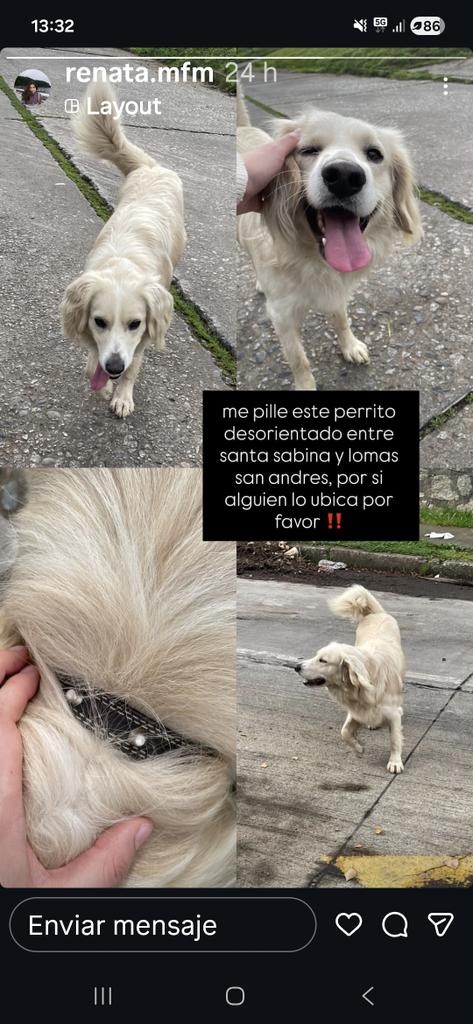PaupinozaP's tweet photo. #perritoperdido
#SantaSabina #LomasSanAndres
#Concepcion 
Plis RT 
@pilypardo @fatroncoso https://t.co/l2RU9Yj2YQ