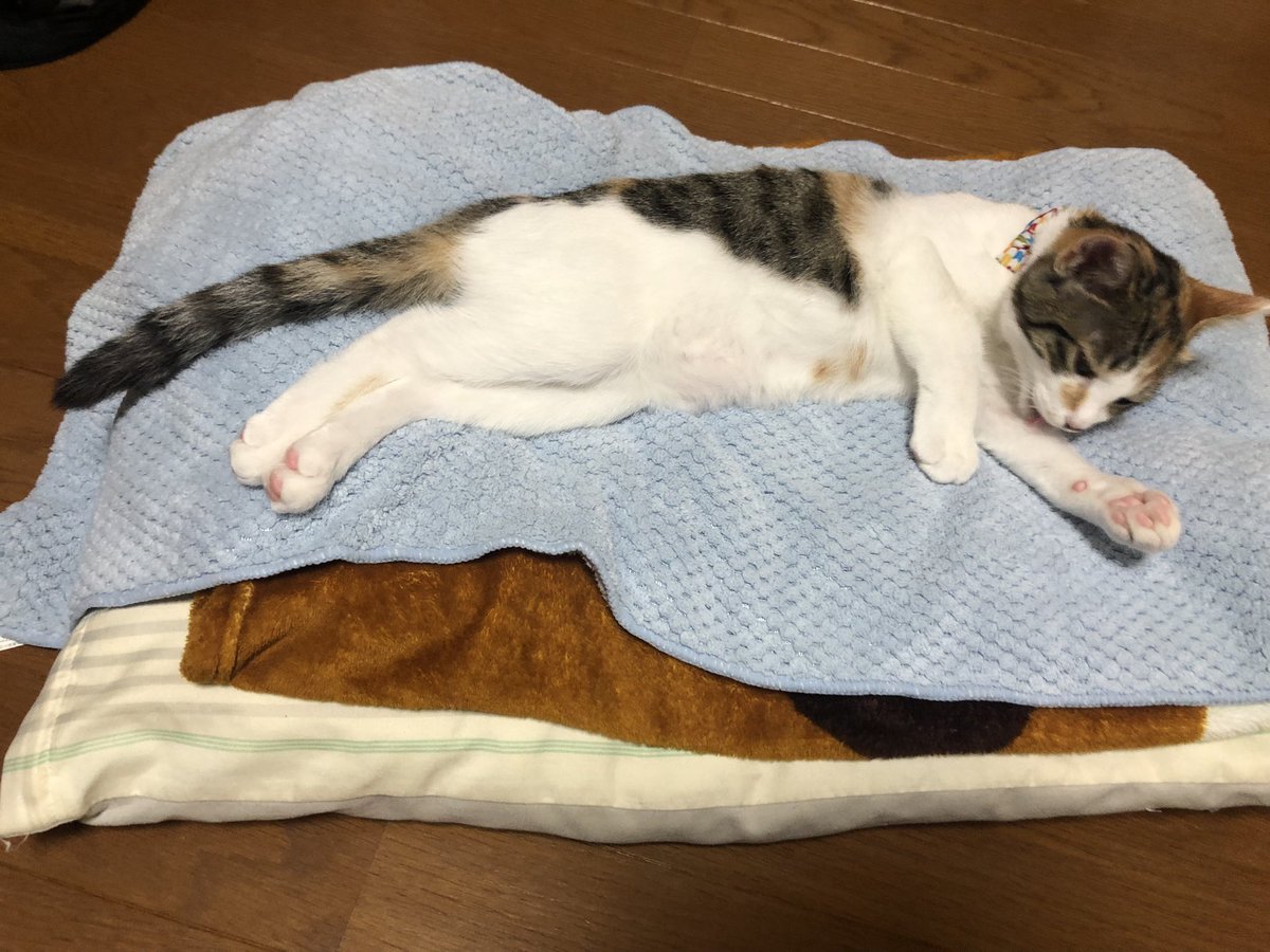 眠り猫