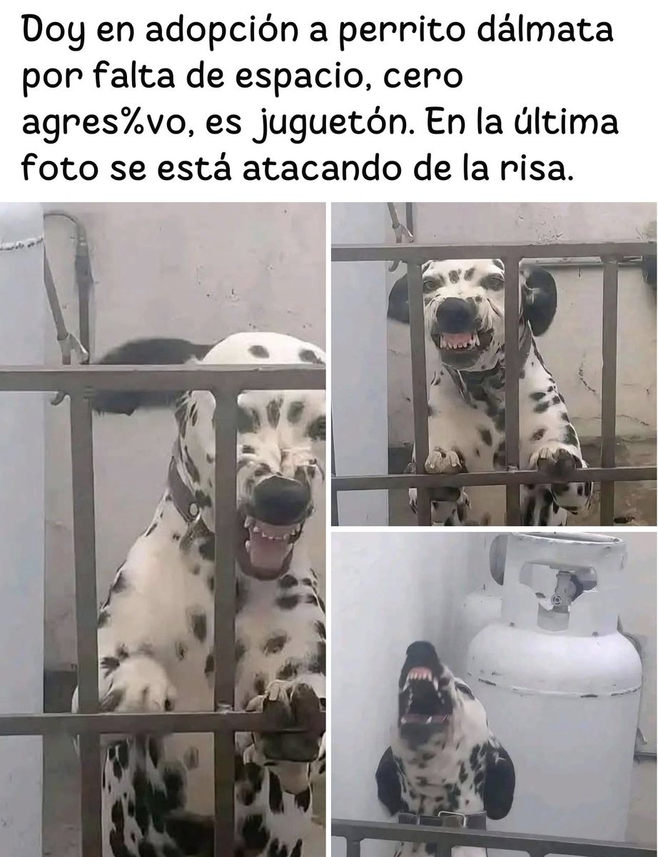 InfielesCor's tweet photo. Si no sabes de perros divertidos no opines 😌 https://t.co/oKxf6orB6z