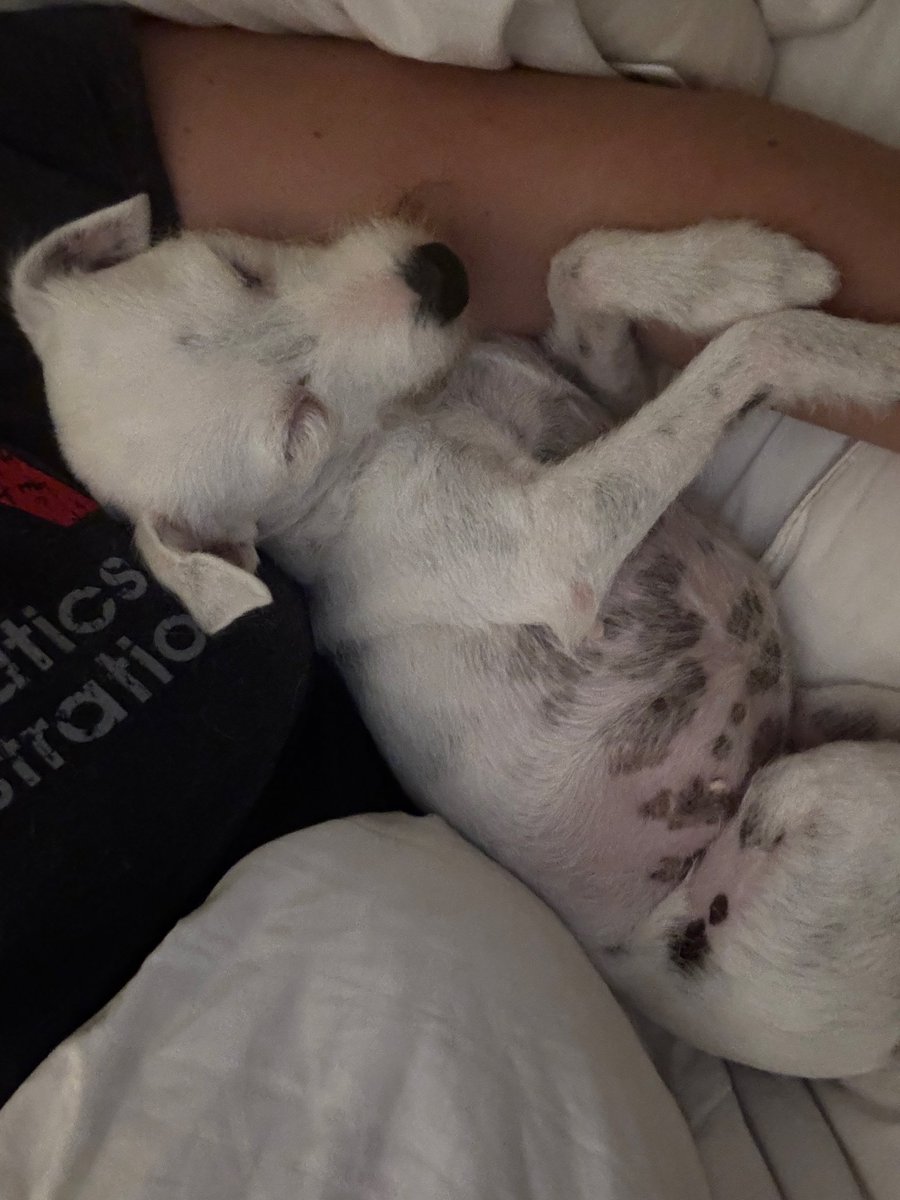 LockandloadLiv's tweet photo. She had a lot of cake and went into a food coma last night. Look at how round her belly was 😂 https://t.co/d5eidZxpvD