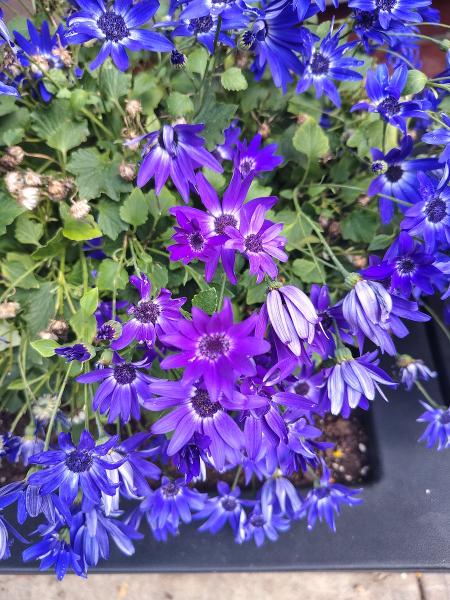 Halka21153162's tweet photo. Hey X 💐🌿🌍🤍🕊️😎 Tweeters 💖✍️ 🤓 💌🌎✨ Around the world 🌏📢 💯🎀 Regards 🎀🧡 from 🌅 Big 🏛️ Apple 🍎 NYcity 🗽🏙️🚦 I love❤️. Enjoy 🎇🎊😁🎧🌻🎶 🐦 ☕🍯🍰 ☘️ Every ⏳Moment 💬🕛🩵🎁💚 🌲💃🌷🕺🌹✨💫 Thanks 👍💐💯🎁 for Liking ❤️ My posts ✍️ 💫 Smile 😄like a Flowers🌻🌺🌸🌿 https://t.co/7wKxJBYlqe