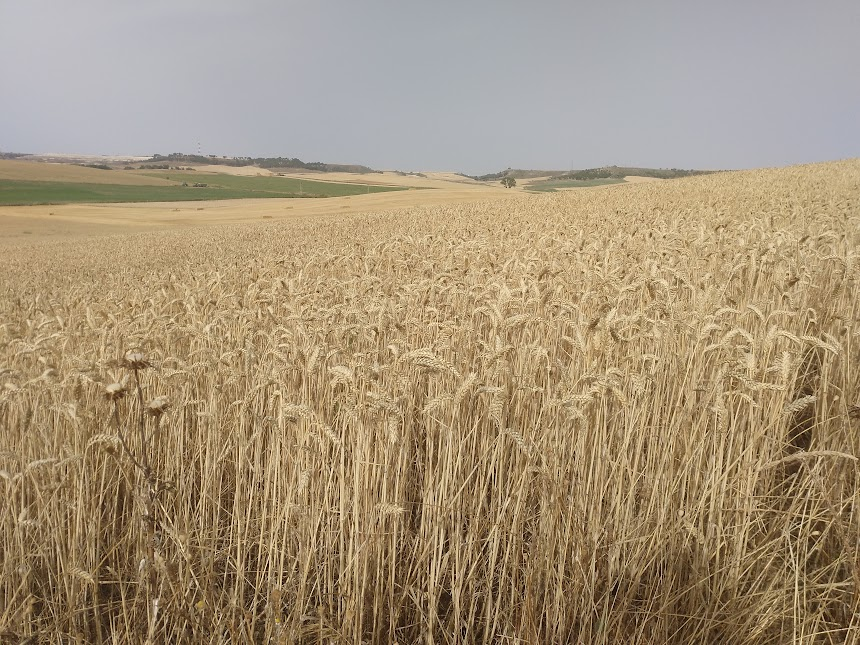 raulongo's tweet photo. «Alzad la mirada... 
Ojalá sepamos hacerlo
más allá de personalismos, pastorales autorreferenciales, clickbaits ideológicos,  imágenes a la carta de Dios...

...y contemplad los campos, que están ya dorados para la siega» (Jn 4,35).
¿Qué campo te dejaremos para cosechar, Señor? https://t.co/bN5iVK0TZS