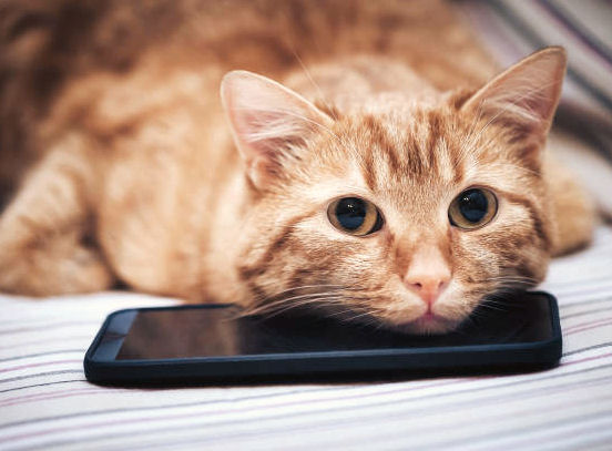 monkey_dancing's tweet photo. My owner is completely panicked today. She looked everywhere for her phone but couldn’t find it anywhere. Then she heard the soft beep and the truth came out. I had found the device. I lay on top of it and fell asleep.
The phone was safe, but my owner’s nerves were not. 📱🐈 https://t.co/wUHbelvzo2