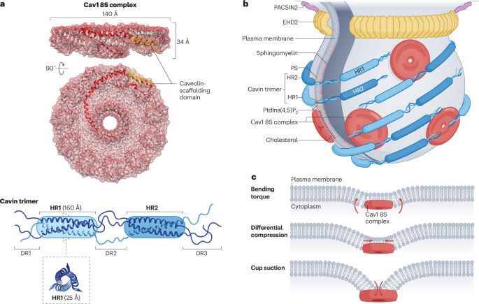 NatRevMCB's tweet photo. New Online! Caveolae mechanics in cellular functions and disease https://t.co/x8SklliXb0 https://t.co/3Rtz5bgnGz
