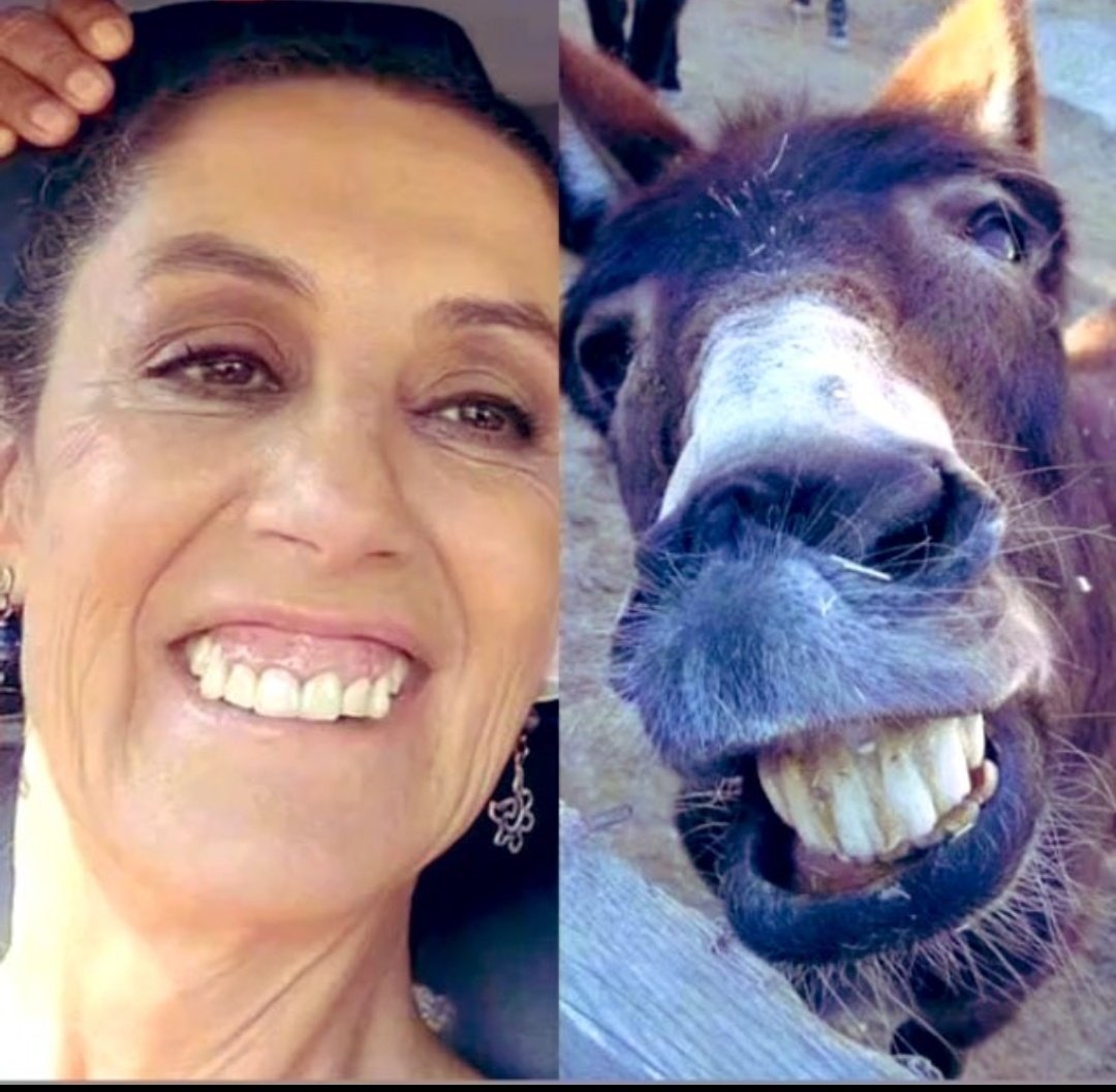 TaniaDelarc's tweet photo. @USAmbMex @Claudiashein 🤬💩 #MorenaOrganizaciónCriminal #ClaudiaNarcoPresirvienta #MorenaNidoDeRatas https://t.co/VKQg7QBzwb