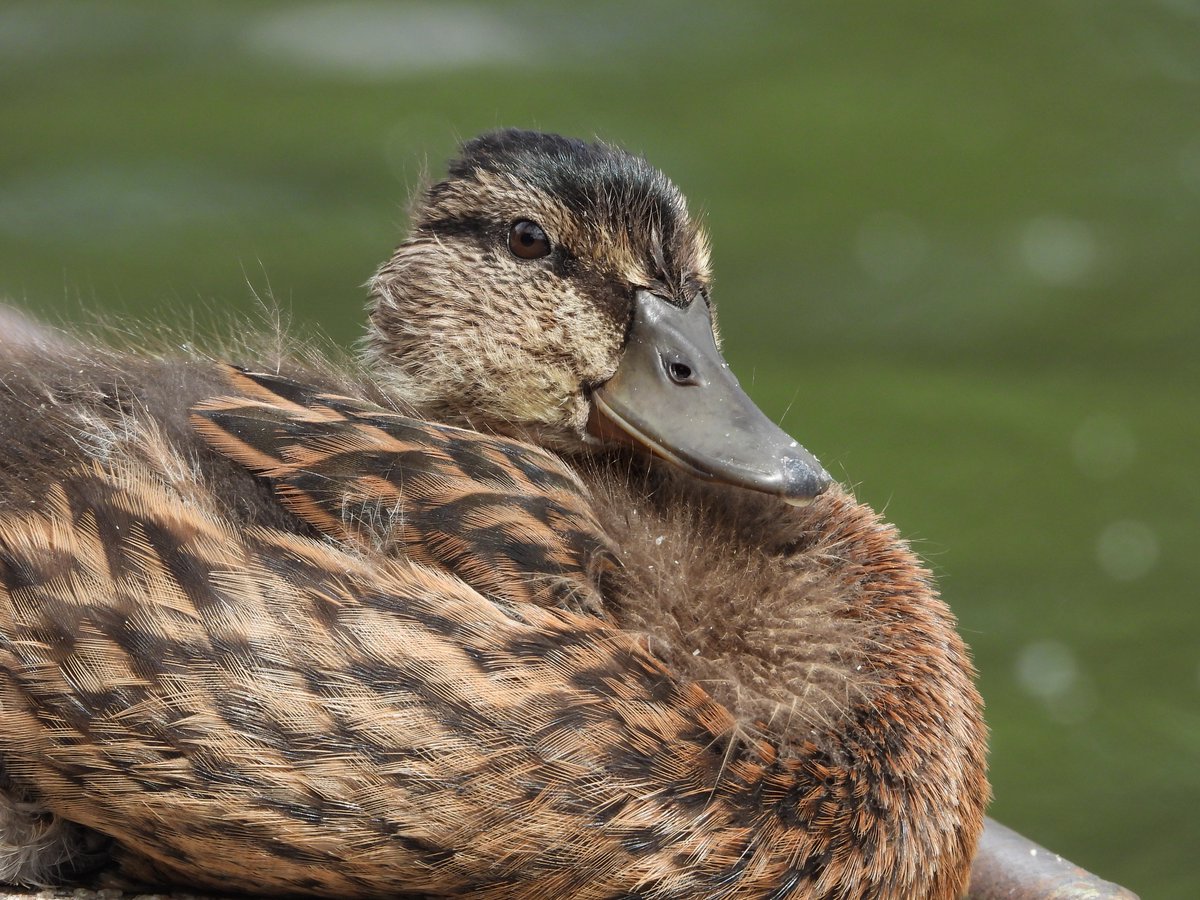 dBwarro's tweet photo. The lone duckling has now lost half its baby fluff and looks more adult like every day. https://t.co/wdNVGGyRKw