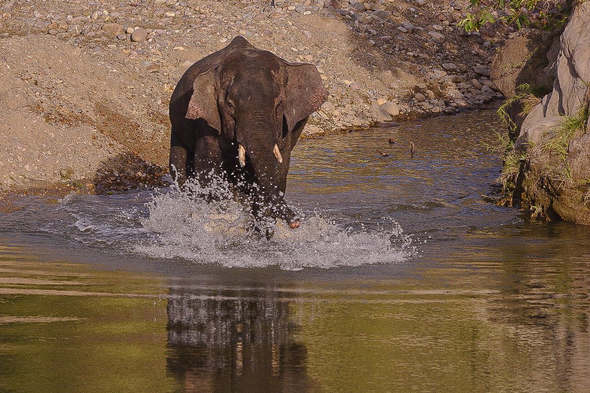 shranjan's tweet photo. I risk being trolled for my views, but I genuinely believe Wildlife Tourism is a #softforce of #conservation. It should be strictly regulated but not banned. The joy of watching this Wild Elephant in Corbett playing in water for hours can never be replicated in a zoo. https://t.co/XiAnxwkFmj