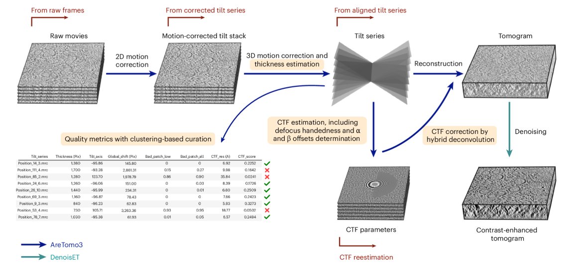 naturemethods's tweet photo. AreTomoLive: a preprocessing pipeline for cryo-ET that streamlines tomographic alignment, reconstruction and contrast enhancement. 

https://t.co/alZFsI4vhM https://t.co/pgYO5OQRY6
