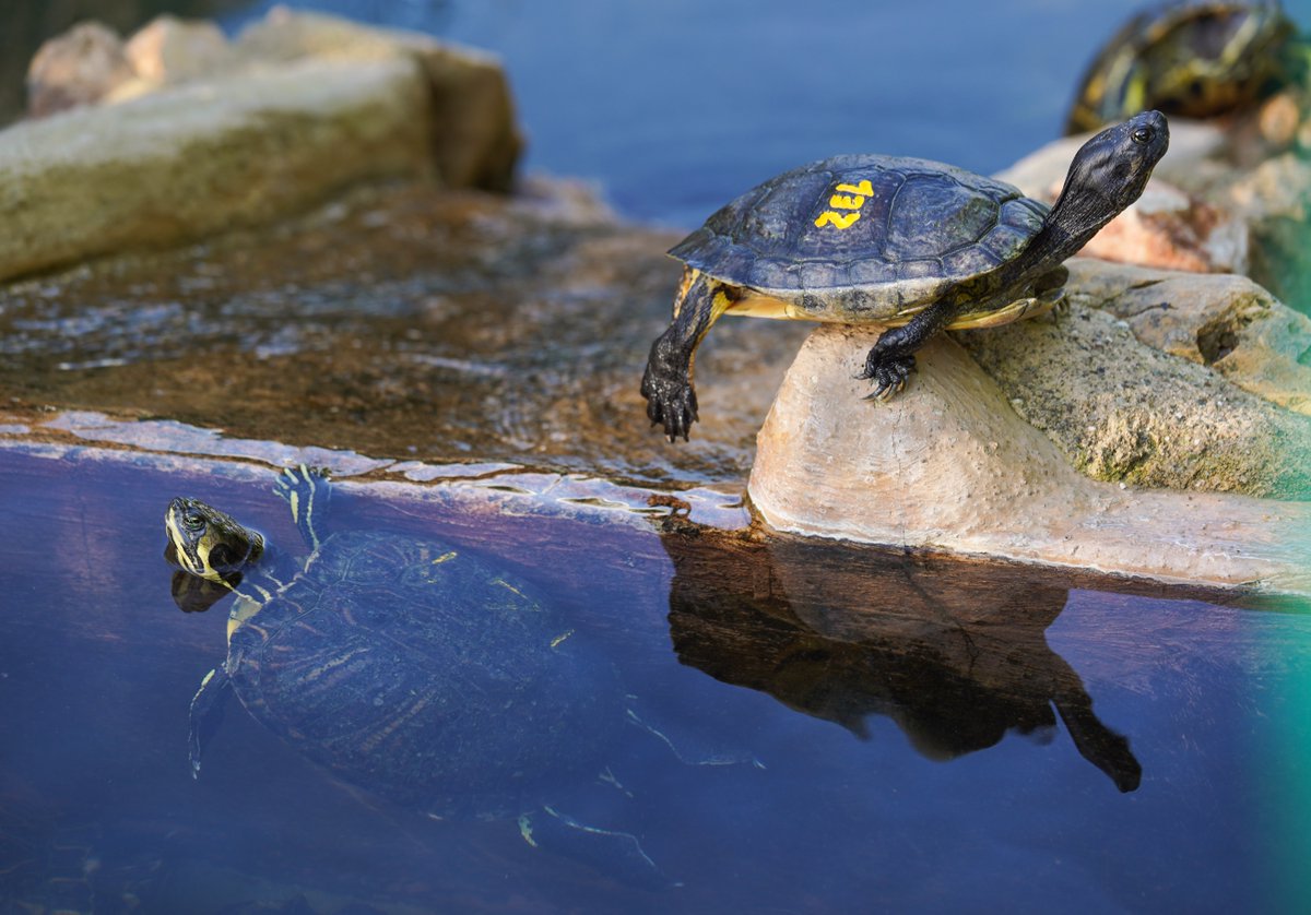 Anoia_Turisme's tweet photo. 🦎 T’agraden els animals i la natura?

Al CRARC de Masquefa podràs descobrir de ben a prop tortugues, serps, cocodrils i moltes altres espècies, mentre coneixes la tasca de recuperació i conservació que s’hi duu a terme 🌿

🔗 Descobreix més activitats a https://t.co/XPdtWRl9qI https://t.co/O6KIOxjOLt