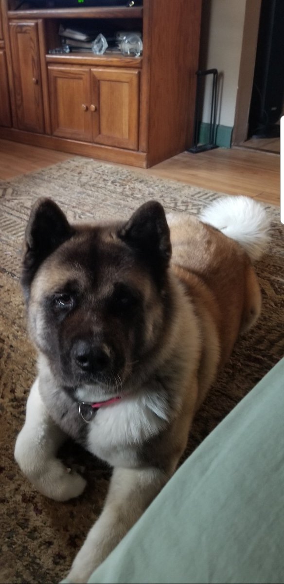 GayEllstrom's tweet photo. @_B___S Akita! https://t.co/beWo0KHd0J