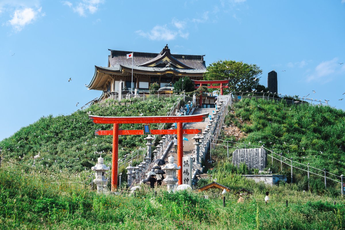 Ichiban_Japan's tweet photo. Kabushima-jinja, le sanctuaire aux goélands 🐦

Un lieu terrifiant aux terribles fientes dans la ville de Hachinohe (préfecture d'Aomori) ! De mars à août, des milliers de goélands envahissent l’enceinte du sanctuaire.

Pour se rendre au bâtiment principal, des parapluies sont laissés à disposition afin de se protéger de la pluie blanche qui s’abat. Mais s’y balader sans parapluie peut au contraire être un moyen de tester sa chance : se manger une fiente est porteur de chance ! 💦