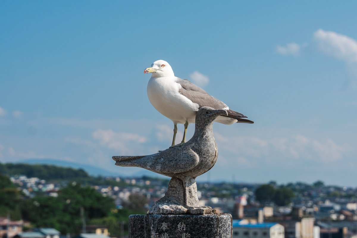 Ichiban_Japan's tweet photo. Kabushima-jinja, le sanctuaire aux goélands 🐦

Un lieu terrifiant aux terribles fientes dans la ville de Hachinohe (préfecture d'Aomori) ! De mars à août, des milliers de goélands envahissent l’enceinte du sanctuaire.

Pour se rendre au bâtiment principal, des parapluies sont laissés à disposition afin de se protéger de la pluie blanche qui s’abat. Mais s’y balader sans parapluie peut au contraire être un moyen de tester sa chance : se manger une fiente est porteur de chance ! 💦