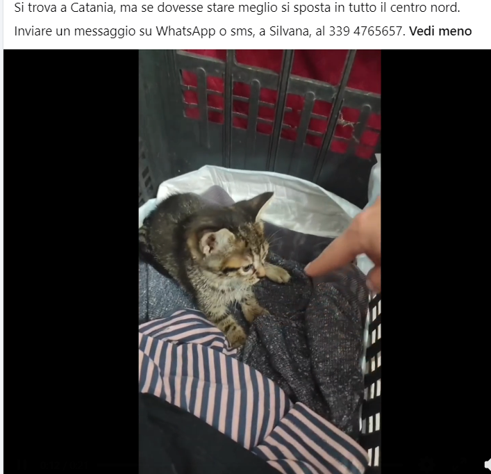 zampa_qua's tweet photo. ATTENZIONE 🆘🆘🆘Silvana ☎️3394765657🐈 Salviamola ! https://t.co/dTA8lOQchX
Anastasia 2 mesi,la sua mamma la partorita e lasciata sola,ha subito un trauma di tipo neurologico. La veterinaria ha consigliato eutanasia, ma noi abbiamo detto NO #4voiceless https://t.co/7fYOmJA69m