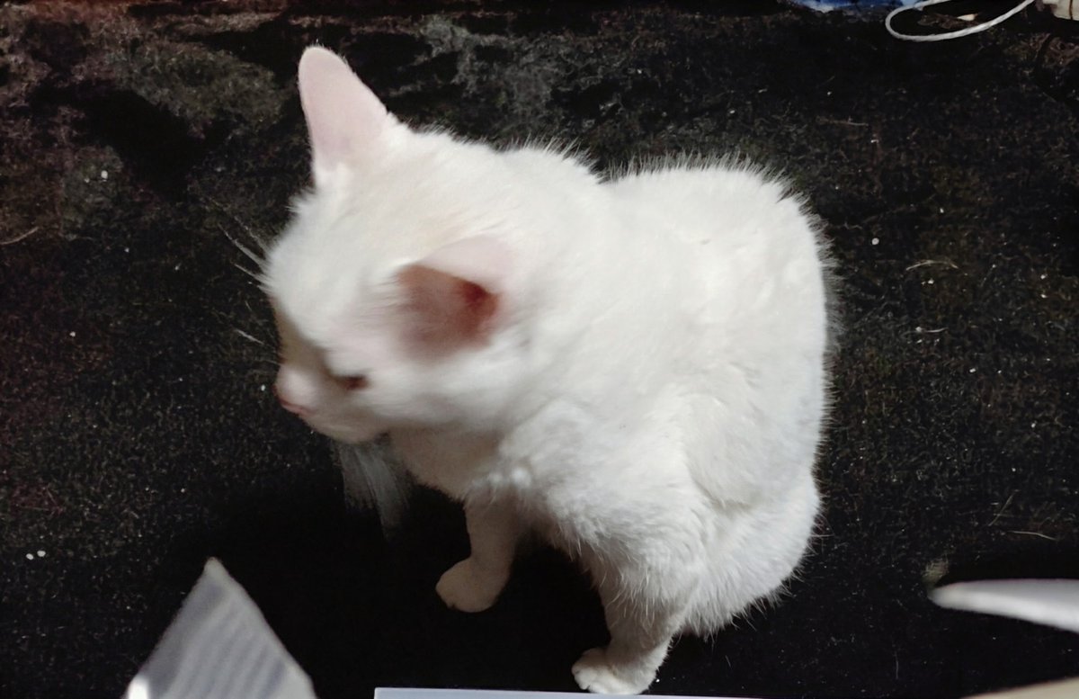 hanbe_spoon's tweet photo. @shimazenyu うちには猫猫鳥が https://t.co/DTW5lRI2mR
