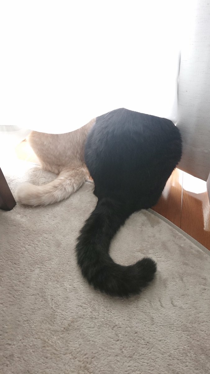 amc1798235's tweet photo. 2匹おるね
#猫 #ネコ #cat https://t.co/dyROPmGQwx