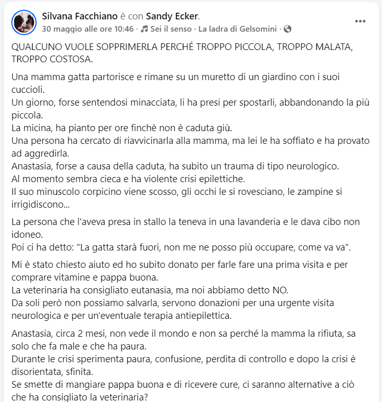 zampa_qua's tweet photo. ATTENZIONE 🆘🆘🆘Silvana ☎️3394765657🐈 Salviamola ! https://t.co/dTA8lOQchX
Anastasia 2 mesi,la sua mamma la partorita e lasciata sola,ha subito un trauma di tipo neurologico. La veterinaria ha consigliato eutanasia, ma noi abbiamo detto NO #4voiceless https://t.co/7fYOmJA69m
