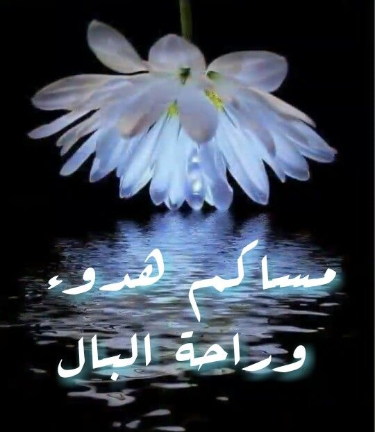 bint_alhoudar tweet picture