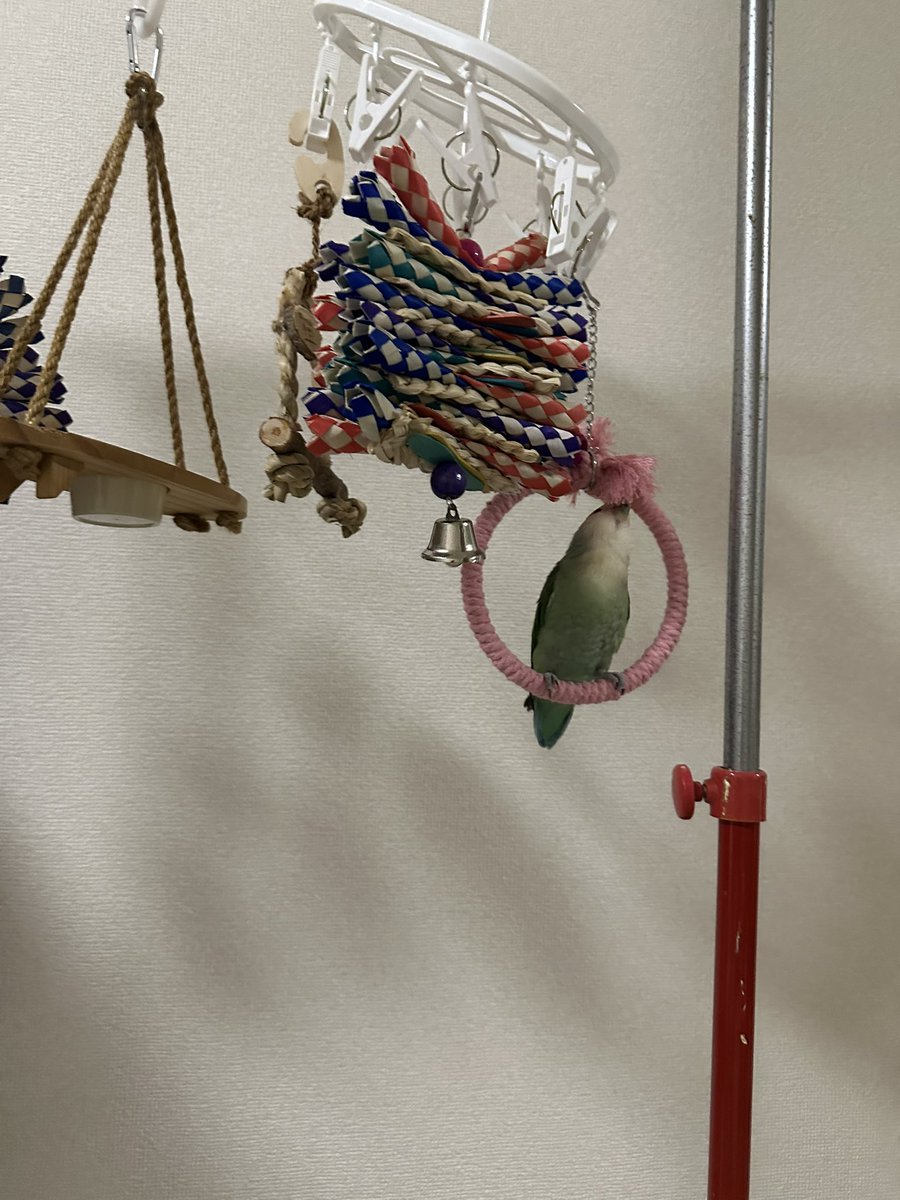 siina_bird's tweet photo. またずーっとピロピロのところをほぐしてる？ついばんでる？よくわからん😂 https://t.co/b5m0J61GZ8