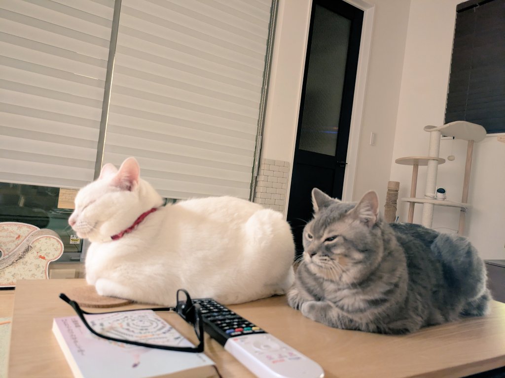 ciagms's tweet photo. ゴロミネきょうだいは、似てないようで似てるんだよなぁ。座った姿がそっくり。顔つきもおんなじ。
#猫好きさんと繋がりたい
#ゴローさん2026
#ミネちゃん2026 https://t.co/FPNrA0mY3T