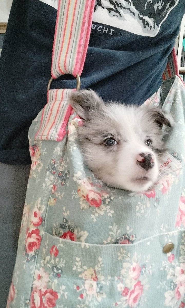 raitonkun's tweet photo. 迎えた〜🥹
ライトの血すじの仔
この仔の曽祖父はライトの父です
この仔の寿命が全うするまで元気で居なければという責任と喜びと🥹 まぁ、まだ3日目ですがね
可愛い🤭 尽きる 
サリー君ﾃﾞｽ 宜しくね
#ボーダーコリー
#チョコレートマール 
#チョコレートマールボーダーコリー https://t.co/ap4GVADTqt