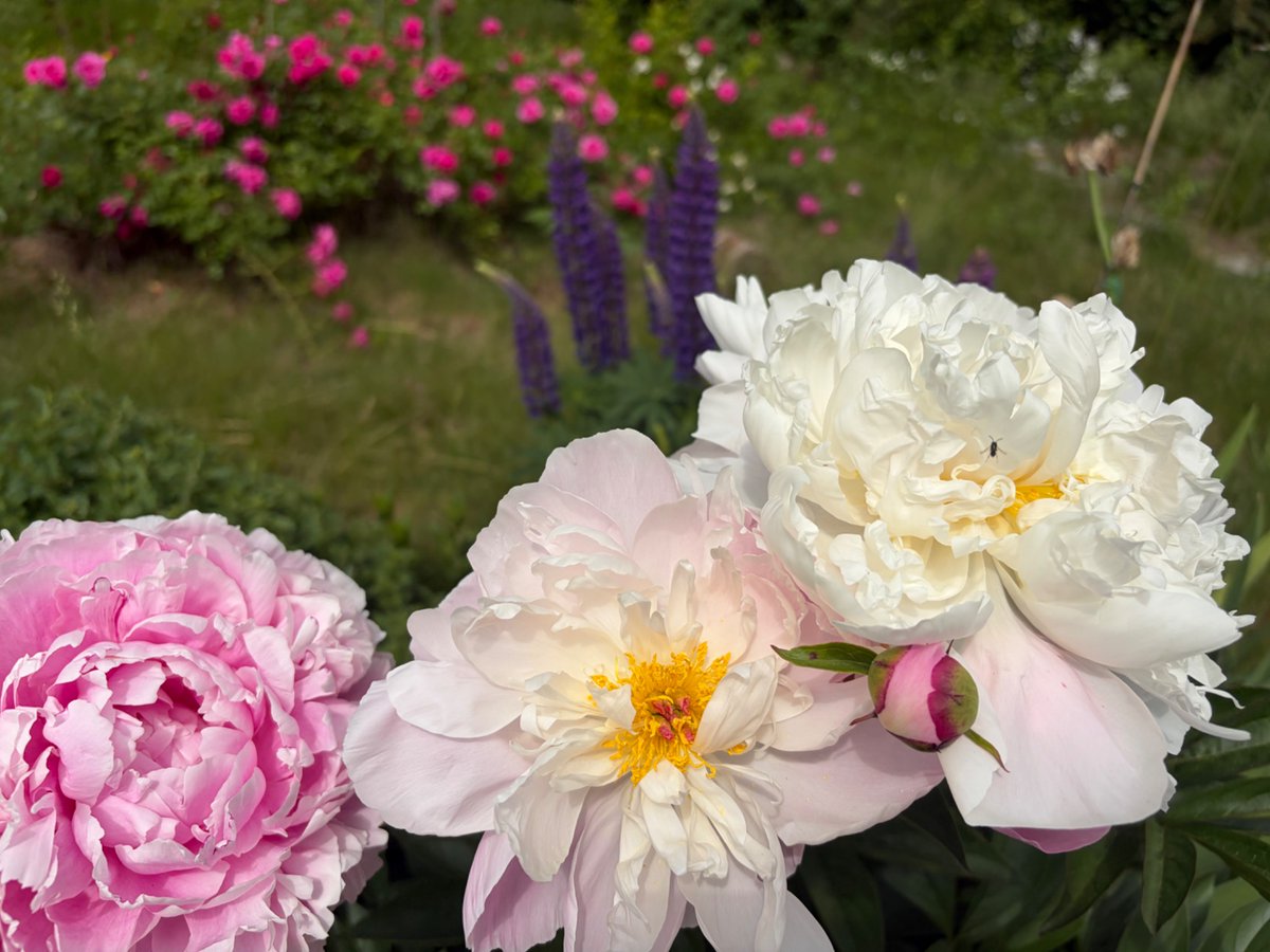 PDreame's tweet photo. The peonies in my garden are so luscious this year. 🌸 https://t.co/VEkLYdA7FB