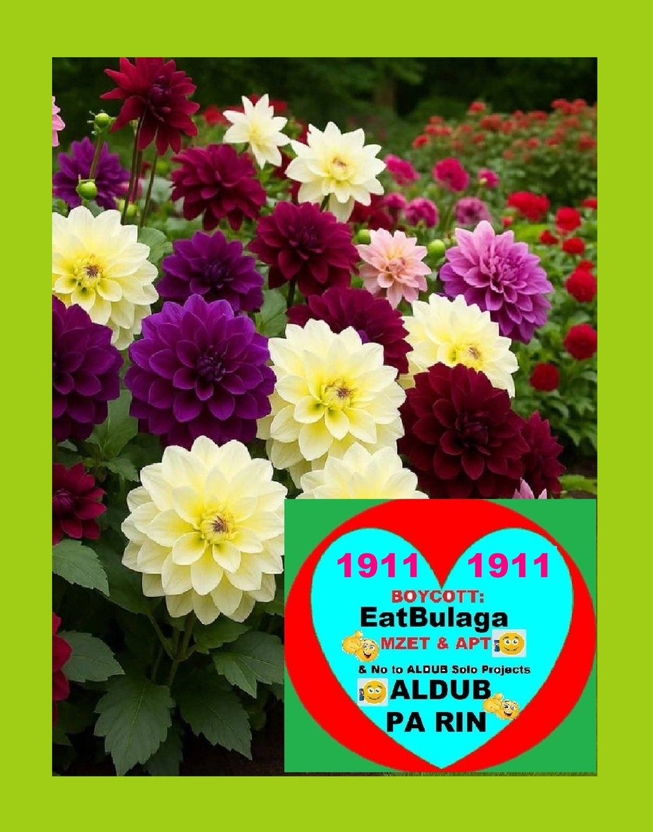 GraceSa10499866's tweet photo. LOOKING BACK ANG SAYA LANG NOONG EARLY DAYS NG ALDUB, WALA PANG E PINAG BAWAL SA  ALDUB.. NAGAWA NILA ANG GUSTO NILANG GAWIN SA HARAP NG CAMERA. HINDI PA ATA NALULONG SI PINK ELEPANTE  AT ANG AMAIN SA PAGPUNTA SA MALAKING GUSALI SA MACAO. NO PROBLEM SA PERA AT ANDYAN ANG ALDUB NA GATASAN NG LAHAT. ANG APT/GMA/TVJ NAKINABANG NG HUSTO.  GATASAN NGA' NILA PERO SILA DIN ANG SUMIRA SA PHENOMENAL LT.  
@AAArtists_  @inquirerdotnet @sotto_tito
@PilStarNgayon @MyNameIsTheo011 @panaadedge @gmanetwork @ABSCBNNews @UnangHirit @sandromarcos7 @OnyxCong @pauleenl_sotto @PhilippineStar @MCambsl2 @MartinRomualdez
@mysparrows2 @CalapArlene @KanayamaOlive @may_ynfante @AbGermany
#BOYCOTTEatBulaga1911🌷
NO TO SOLO PROJECTS
ALDUB PA RIN