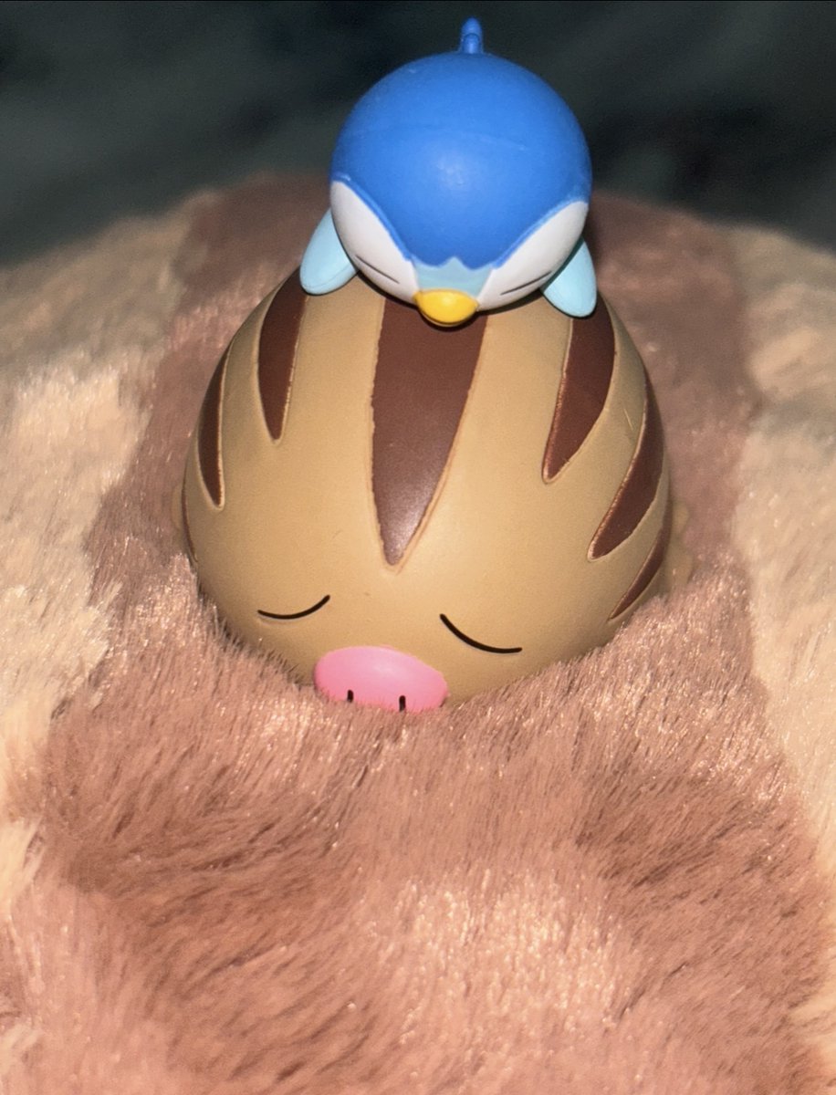 i1uvpokemon's tweet photo. piplup on swinub on swinub https://t.co/wdMe56f71J