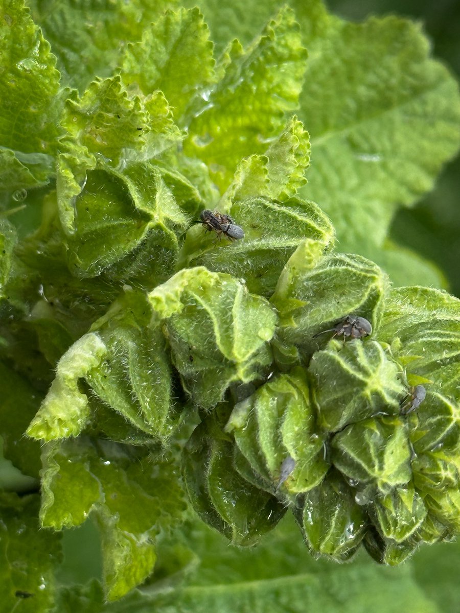 AWPRCO's tweet photo. Hollyhocks in the garden are currently playing host to a Vapourer Moth caterpillar, Holly Blue Butterly, Oak Bush-cricket nymph and a rather delightful infestation of Hollyhock Weevils. https://t.co/WH8rq0KG5C