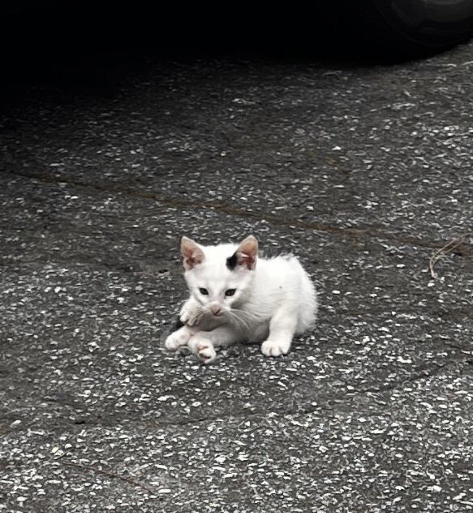 gandolf_s's tweet photo. Who wants to help us? 💔 There were 4 of us and now there are only 3💔💔💔. We heard about Gandolf’s and how all the kittens are living a life of luxury, safety, full bellies and endless new toys. Our dream is to go to that place. Please share us to make it come true🐈‍⬛🐈‍⬛🐈‍⬛🙏 https://t.co/DDQ0PsFFTt