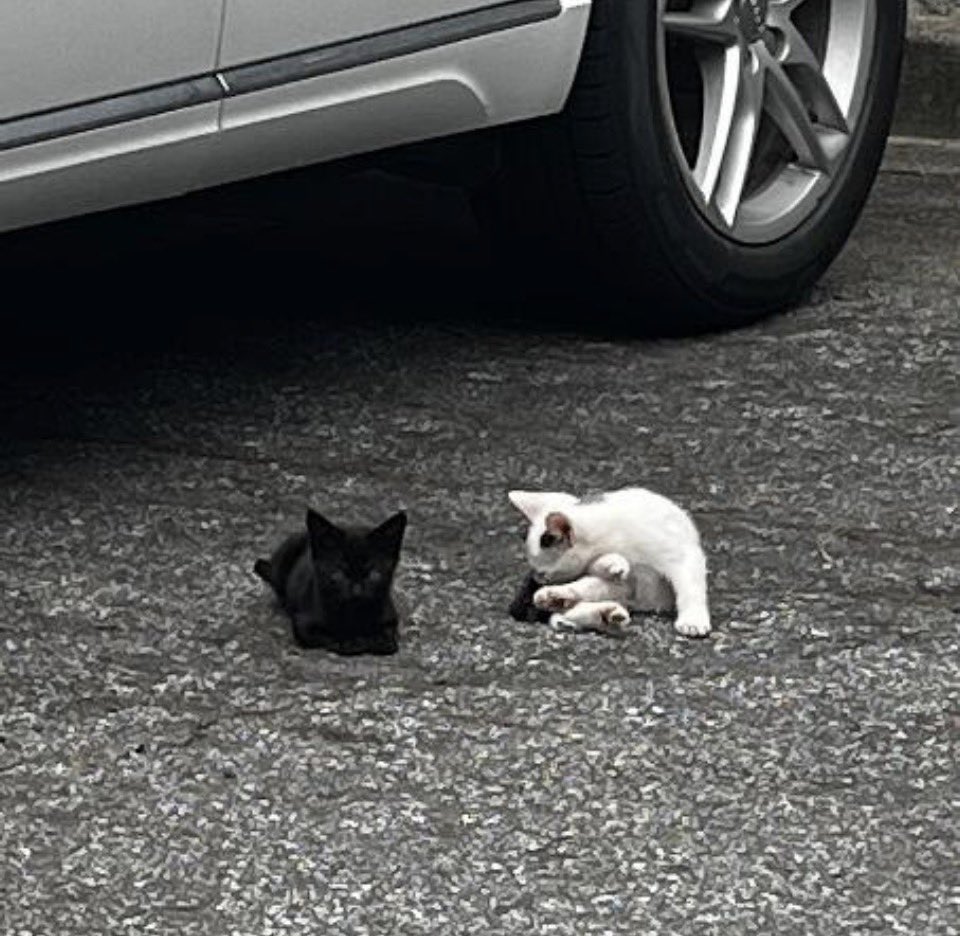 gandolf_s's tweet photo. Who wants to help us? 💔 There were 4 of us and now there are only 3💔💔💔. We heard about Gandolf’s and how all the kittens are living a life of luxury, safety, full bellies and endless new toys. Our dream is to go to that place. Please share us to make it come true🐈‍⬛🐈‍⬛🐈‍⬛🙏 https://t.co/DDQ0PsFFTt