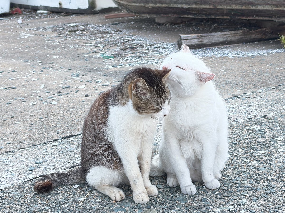 ねこさん