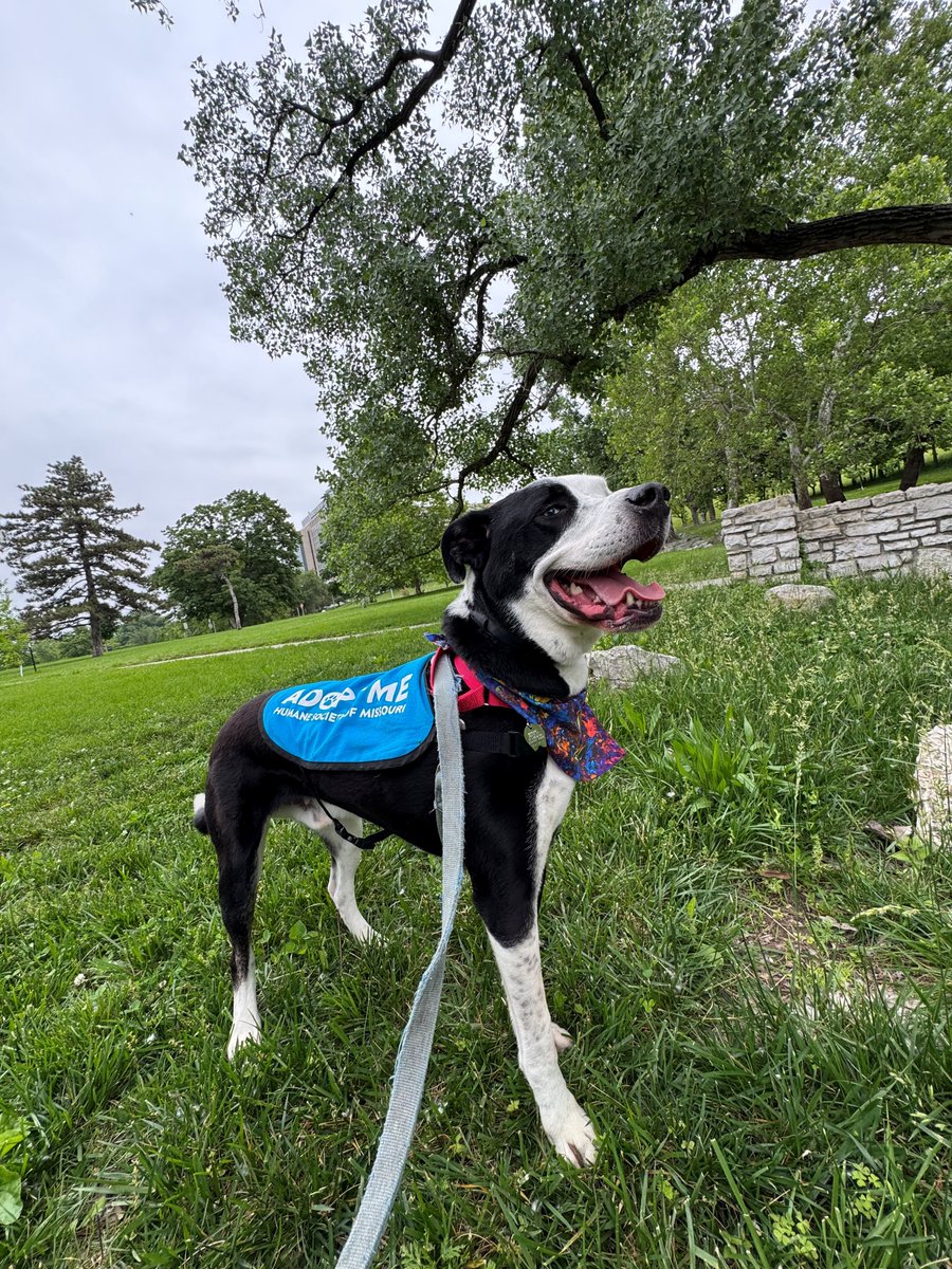 hsmo's tweet photo. 😜 Ollie understood the #TongueOutTuesday assignment.

This 5-year-old pittie mix has stunning blue eyes and a big goofy smile 🩵

After a fun adventure at @forestparkforever with one of his favorite volunteers, he's ready to find his forever home.

Meet him today! 🐾 https://t.co/yh0wgYFjEn