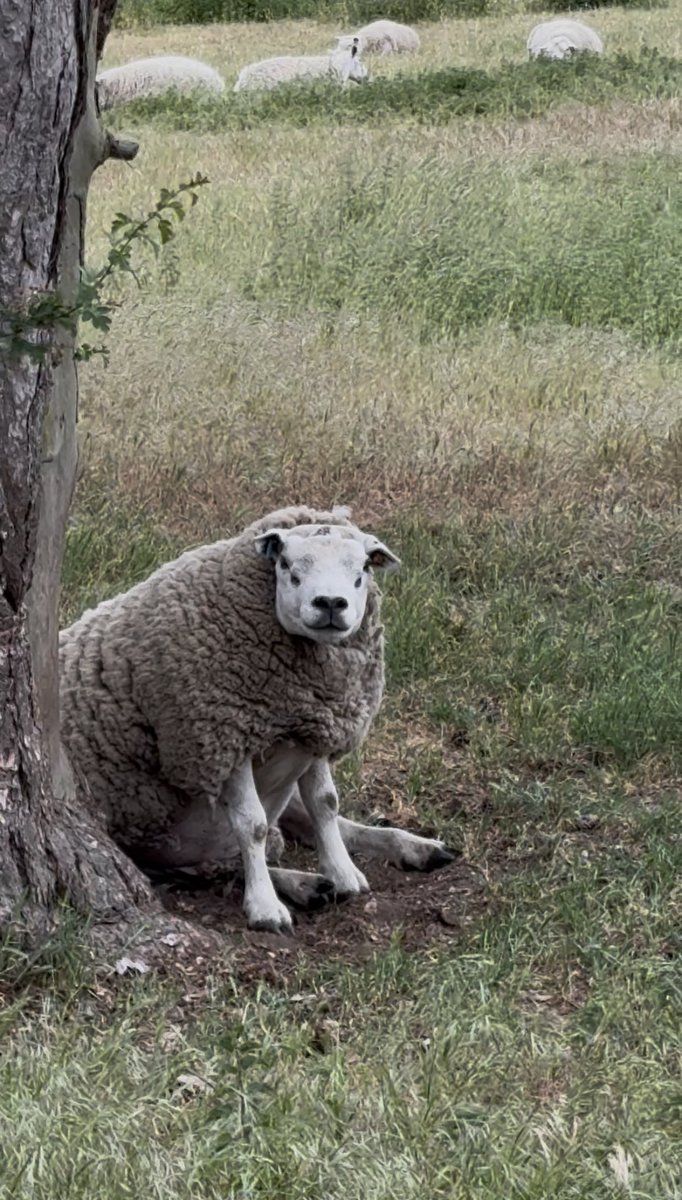 vmaxmc2's tweet photo. everyday i see this sheep who sits like a human. he’s the only one i’ve seen sit like that. https://t.co/ZfvLEuHWyP