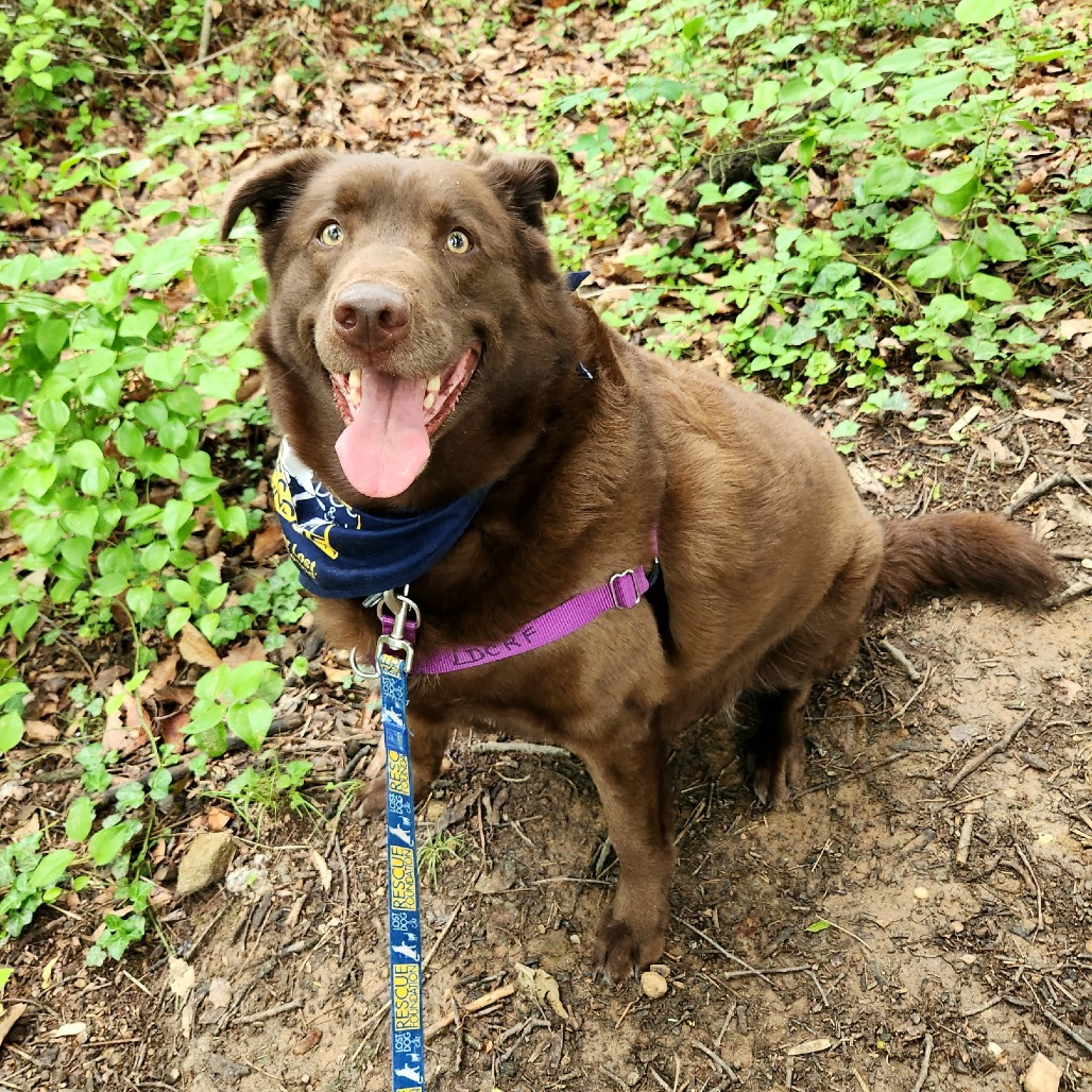 lostdogrescue's tweet photo. Meet Coffee Bean! ☕

This handsome Lab mix is ready to trade shelter life for a cozy couch and a forever family. At just 4 years old, he's got plenty of love, loyalty, and tail wags to share. Could your home be the perfect blend for this sweet boy? 🐾❤️ 

Coffee Bean will be at one of our adoption events this weekend, to learn more about our events or how to adopt him, see here: https://t.co/hMt8vO2c3y 🔗