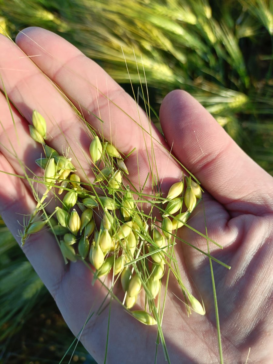 SyngentaES's tweet photo. Seguimos avanzando en el desarrollo de nuestras variedades de cebada híbrido, Hyvido™, con nuestro ensayo en Lleida.

🌱 Siembra realizada con monograno a una dosis de 50 kg/ha, buscando optimizar el establecimiento del cultivo y evaluar todo el potencial de estas variedades en condiciones reales de campo.

Cada ensayo nos acerca un paso más a ofrecer soluciones que combinen productividad, eficiencia y adaptación a las necesidades de los agricultores.

👀 Consulta las ventajas y características de nuestros híbridos de cebada híbrida en nuestra página web: https://t.co/xSsBxd2udQ