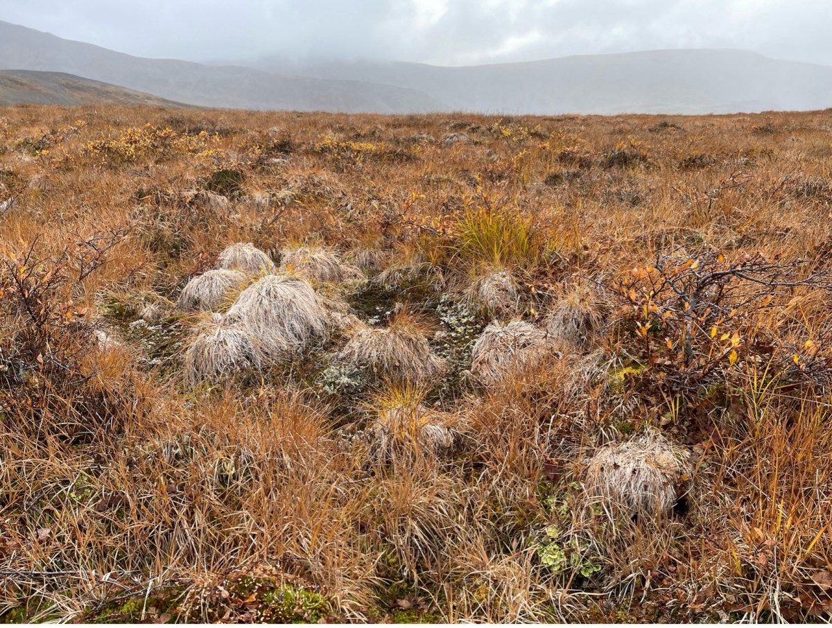 FunEcology's tweet photo. 📰Published📰Drying #soils threaten a key #Arctic #plant — but not all populations are equally at risk🌱

https://t.co/fXQys6BxyQ https://t.co/ZeoRVnQVpx