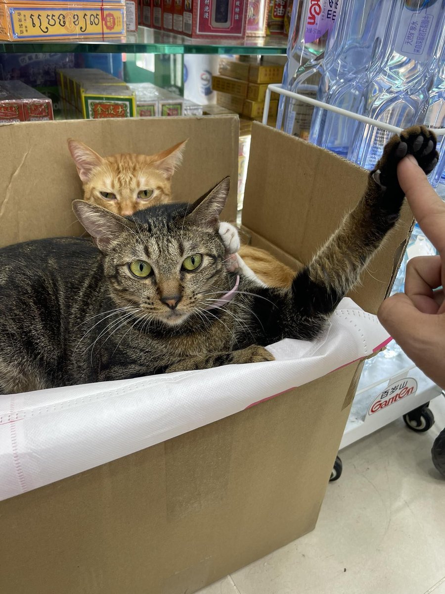 cats with jobs 🛠 tweet media