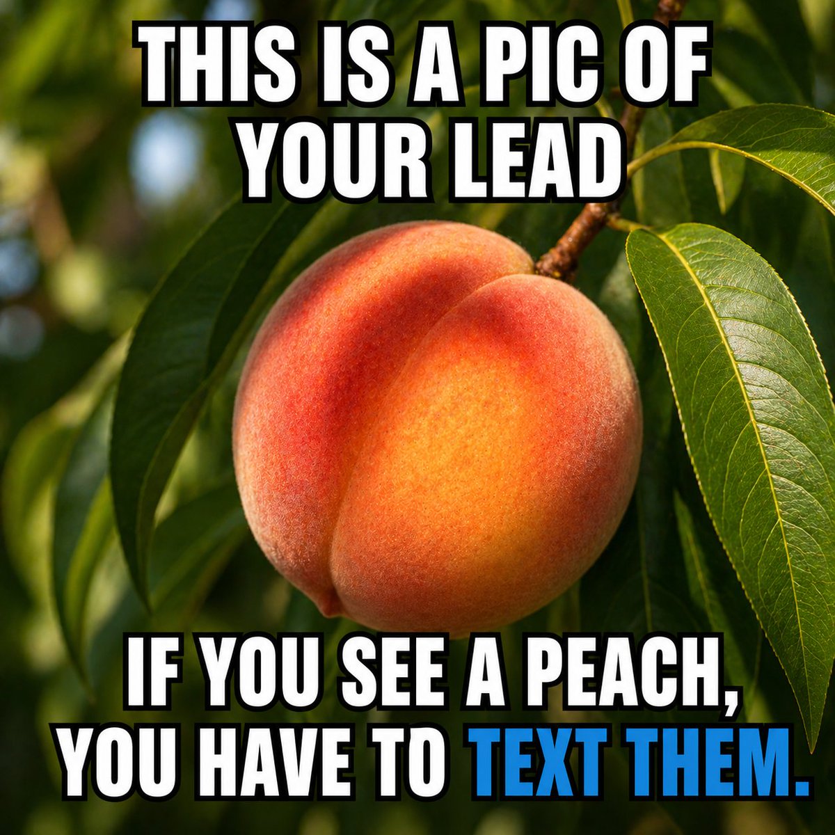 salesmsg's tweet photo. 𝗥𝘂𝗹𝗲𝘀 𝗮𝗿𝗲 𝗿𝘂𝗹𝗲𝘀. 🍑

𝗧𝗲𝘅𝘁 𝘁𝗵𝗲𝗺. 𝗙𝗮𝘀𝘁. 𝗕𝗲𝗳𝗼𝗿𝗲 𝘀𝗼𝗺𝗲𝗼𝗻𝗲 𝗲𝗹𝘀𝗲 𝗱𝗼𝗲𝘀.

👉 https://t.co/PkonGar9FA https://t.co/tzEsrpawLT