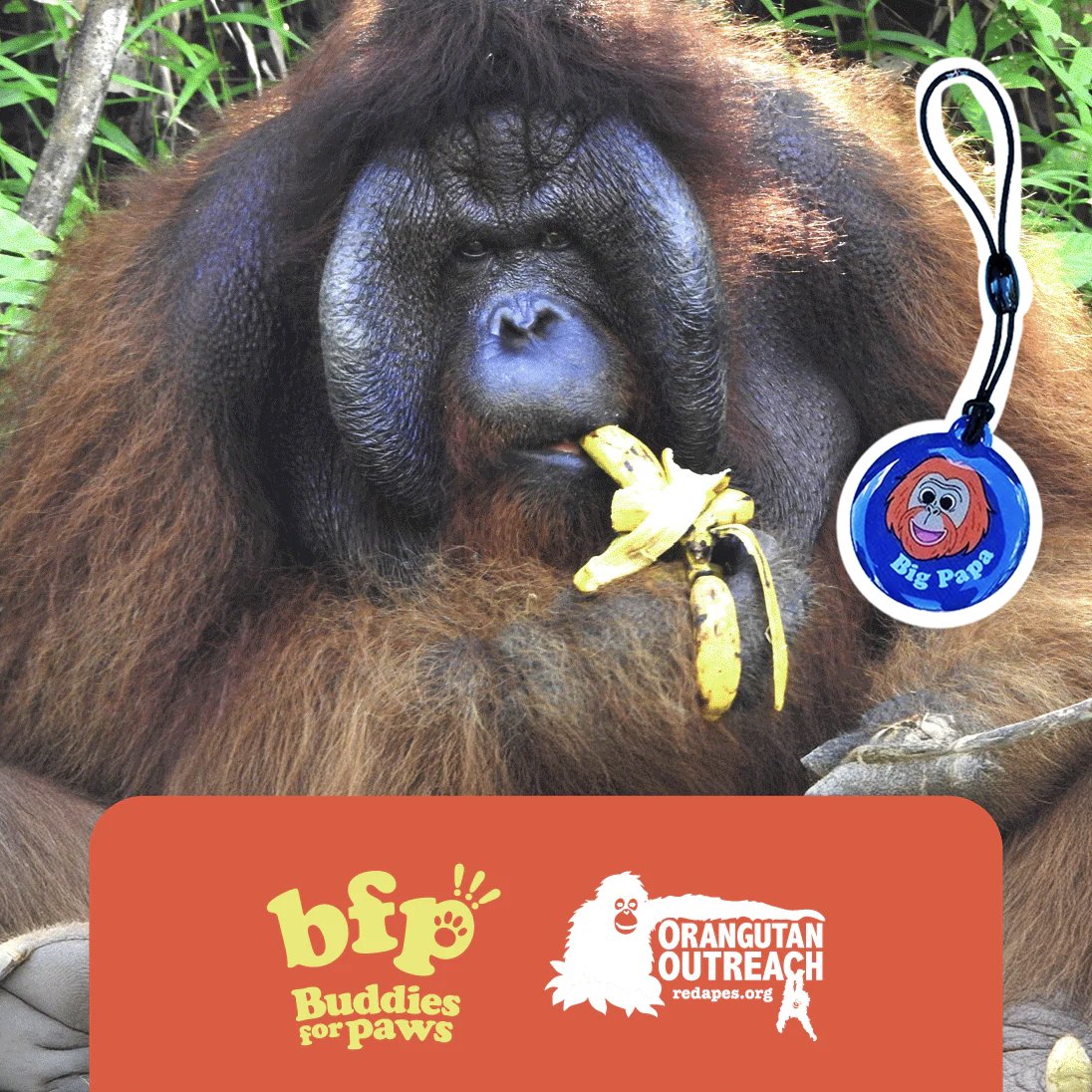 buddiesforpaws's tweet photo. 🦧 His name is Big Papa

As a youngster, he was illegally sold as a pet in Taiwan. Today, thanks to @redapes, he lives on a protected forest island sanctuary in Borneo with space to explore, safety to thrive, and other orangutans by his side.

Get the Big Papa Keyring and follow his journey.

Every donation is matched by @bonk_inu for great impact 💛

Get yours 👇