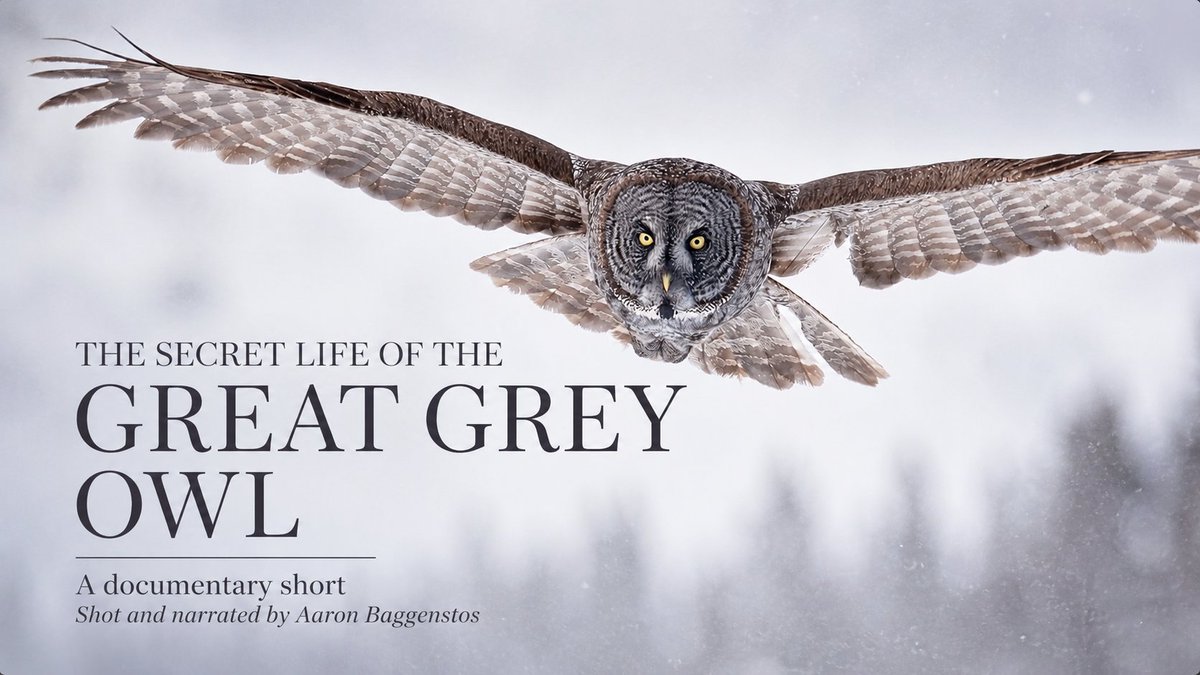 AaronBaggenstos's tweet photo. Our new documentary short Secrets of the Great Gray Owl is LIVE. Comment OWL and I'll send you a link where you can check it out.

#greatgrayowl #owls #naturedocumentary #shorts https://t.co/GM2QOX68W0