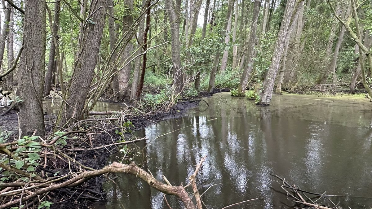 Bfbirdsofprey's tweet photo. Spent a wonderful morning on the river Glaven, looking at the positive changes that beavers have made to the landscape within their secure enclosure. Such a worthwhile project by the @N_Rivers_Trust https://t.co/5AEP9k6jAb