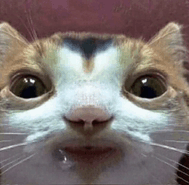 RelativeJoy_X's tweet photo. @celestiiosapien Hammy.... https://t.co/TVO7i9RPte