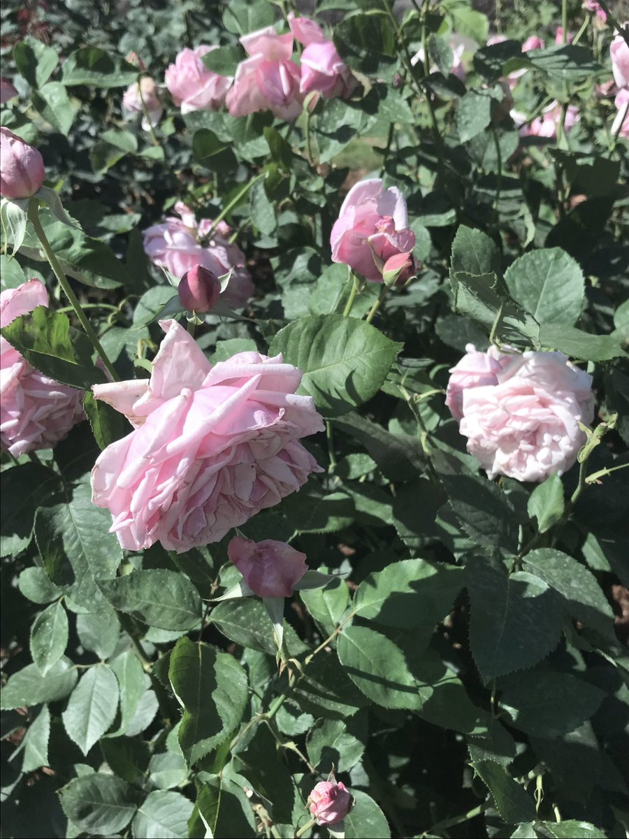 lm06xp's tweet photo. バラ園駆け込み(ᐢ ̫ᐢ)♪♪ https://t.co/KzJhFjN3wU