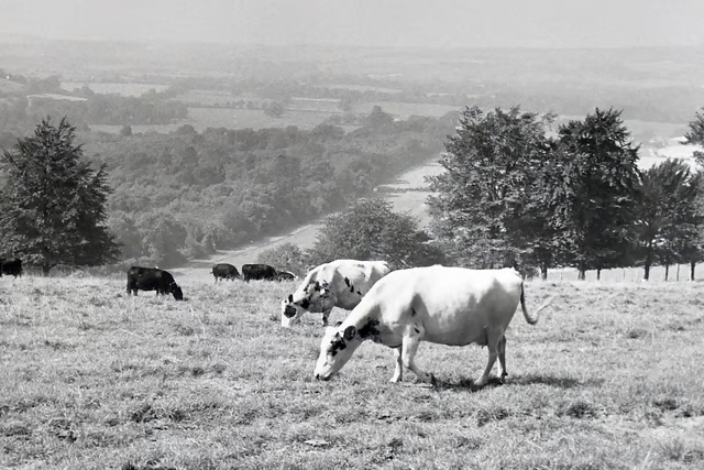 BygoneBritain's tweet photo. Bygone images of Britain's beautiful countryside. https://t.co/bmCZzQrYf8