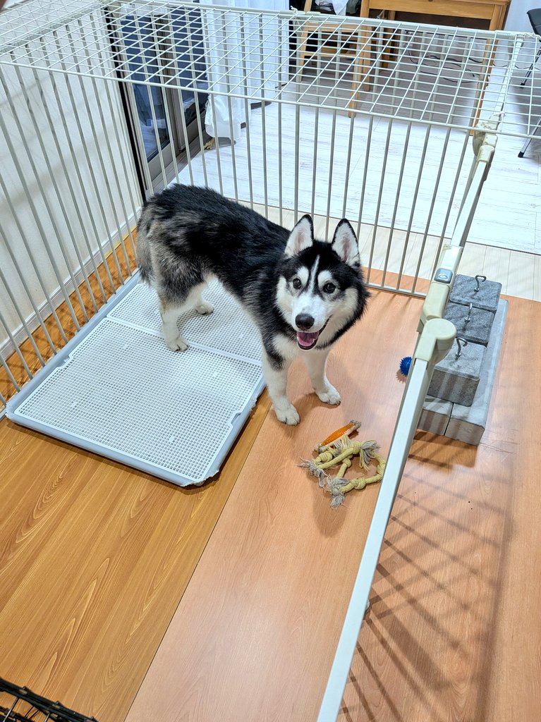 2Boru7116's tweet photo. クッションフロアへの被害を食い止めるためまたベニヤ板部屋にされたﾜｶﾞﾑｽｺﾖ〜🤣
サークルも掘って(？)ズレまくるので錘追加！

この不服そうな顔！笑
次は何日持つか乞うご期待！！ https://t.co/7bG2jr27yJ